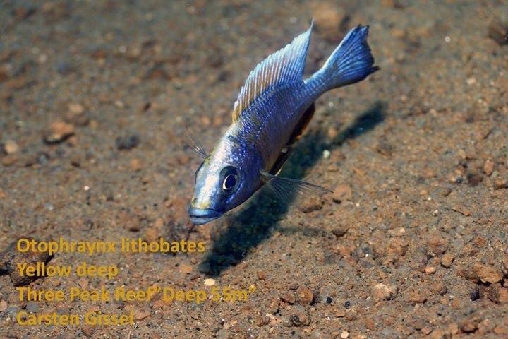 Otopharynx lithobates 'Three Peaks Reef'